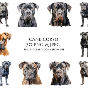 Cane Corso Clipart Bundle: 30 Watercolor Dog Graphics (Digital Download)