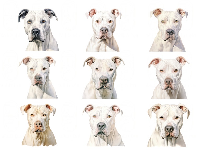 Watercolor Dogo Argentino Clipart Bundle 20 High Quality PNG & JPEG, Gift for Dog Mom and Dad, Digital Crafting, Digital Download image 4