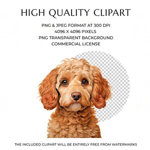 Watercolor Cockapoo Clipart Bundle 26 High Quality PNG & JPEG, Gift for ...