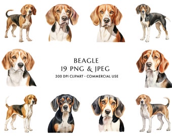 May include: A digital illustration set of 19 Beagle dog images in watercolor style. The images are in PNG and JPEG format, 300 DPI, and are for commercial use. The Beagle dogs are depicted in various poses, including standing, sitting, and looking at the camera.