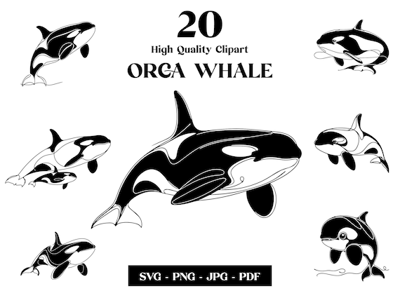 Orca Whale Clipart, Minimalist Line Art, Tattoo Design (svg, png, pdf, jpeg, ai)