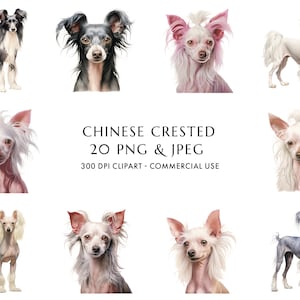 Pacchetto di clipart crestato cinese dell'acquerello 20 PNG e JPEG di alta qualità, regalo per mamma e papà cane, artigianato digitale, download digitale