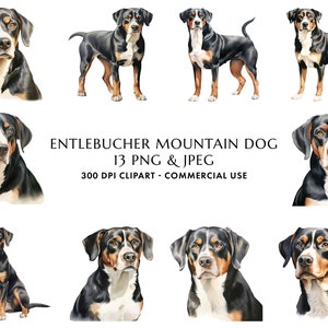 Aquarell Entlebucher Sennenhund Clipart Bundle 13 Hochwertige PNG & JPEG, Geschenk für Hund Mama und Papa, digitales Basteln, digitaler Download