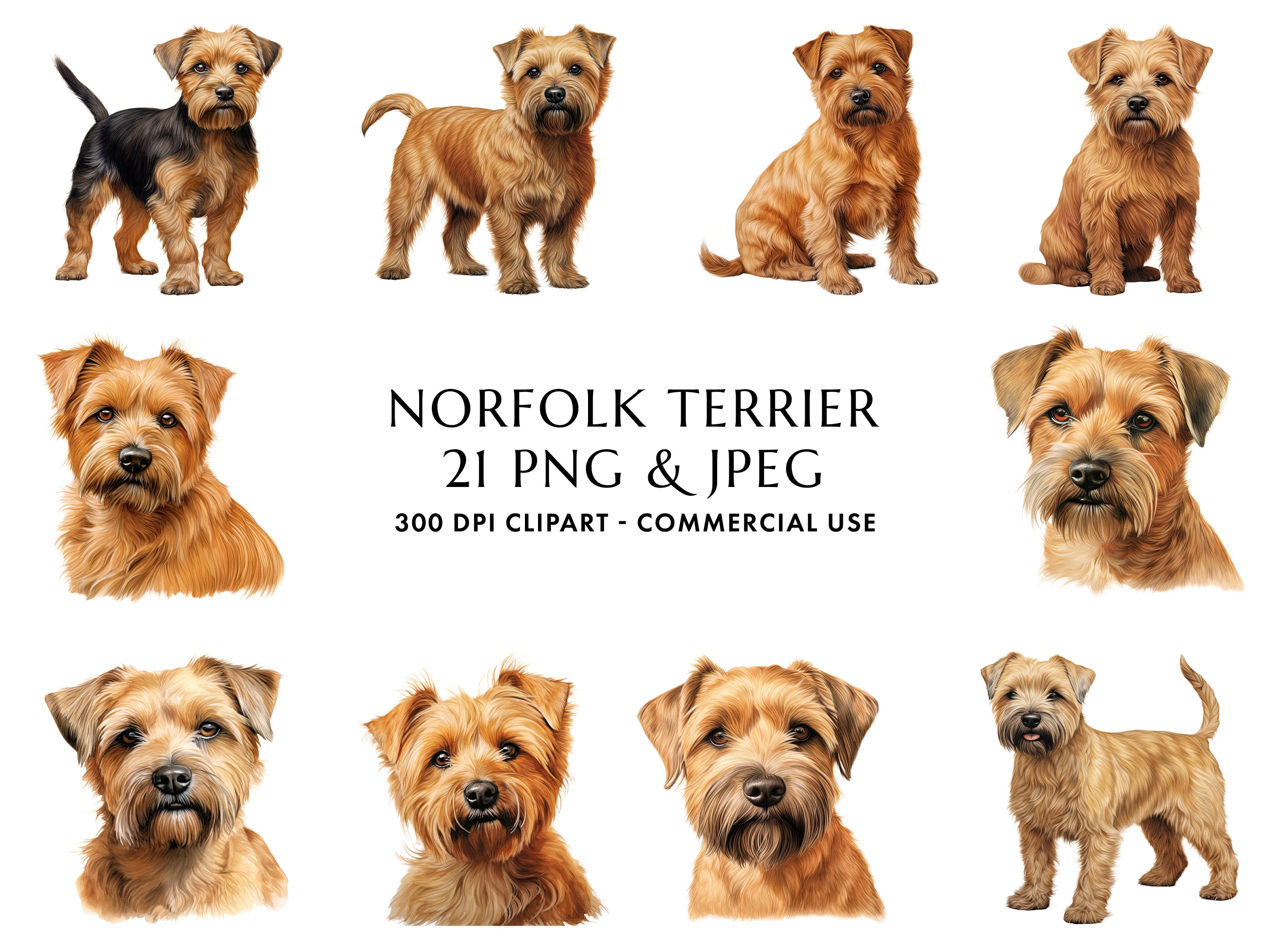 Norfolk Terrier Singapore