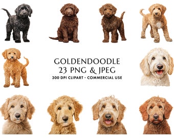 May include: A collection of 23 digital images of Golden Doodle dogs in various poses. The images are 300 DPI and suitable for commercial use.