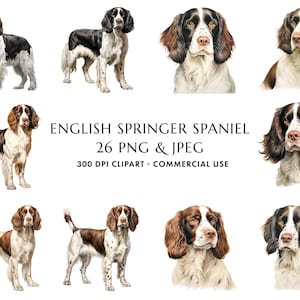 Aquarell Englisch Springer Spaniel Clipart Bundle 26 Hochwertige PNG & JPEG, Geschenk für Hundemama und Papa, digitales Basteln, digitaler Download