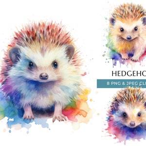 Clipart de ouriço - 8 PNGs e JPEG de alta qualidade - Estampas coloridas de animais da floresta em aquarela - Artesanato digital - Download digital instantâneo