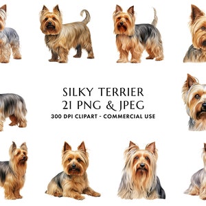 Aquarel Silky Terrier Clipart Bundel 21 Hoge kwaliteit PNG & JPEG, Cadeau voor hond mama en papa, Digital Crafting, Digitale Download