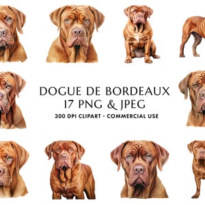 Aquarell Bordeauxdogge Clipart Bundle 17 Hochwertige PNG & JPEG, Geschenk für Hund Mama und Papa, digitales Handwerk, digitaler Download