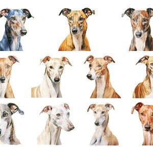 Puede incluir: Una colecci&oacute;n de diez pinturas de acuarela de galgos. Las pinturas son todas de diferentes colores y poses, y todas son muy realistas.