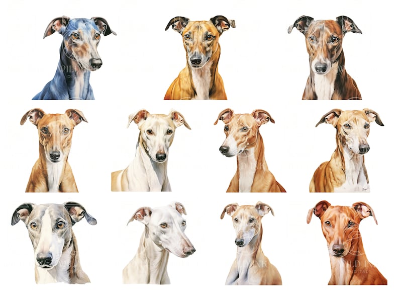 Puede incluir: Una colecci&oacute;n de diez pinturas de acuarela de galgos. Las pinturas son todas de diferentes colores y poses, y todas son muy realistas.