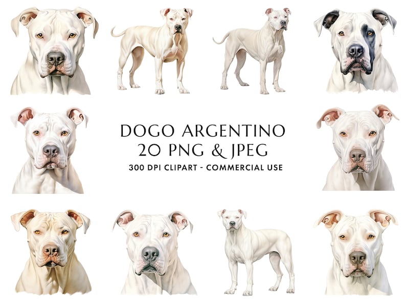 Watercolor Dogo Argentino Clipart Bundle 20 High Quality PNG & JPEG, Gift for Dog Mom and Dad, Digital Crafting, Digital Download image 1