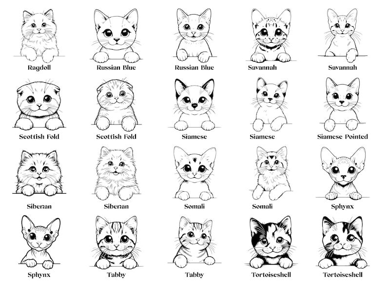 May include: Black and white line drawings of different cat breeds, including Ragdoll, Russian Blue, Scottish Fold, Siamese, Siberian, Sphynx, Tabby, and Tortoiseshell.