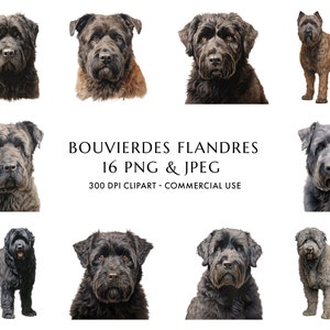 Aquarell Bouvier des Flandres Clipart Bundle 16 hohe Qualität PNG & JPEG, Geschenk für Hundemama und Papa, digitales Basteln, digitaler Download