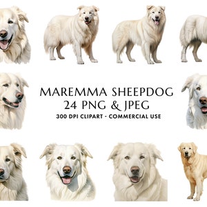 Aquarela Maremma Sheepdog Clipart Bundle 24 PNG e JPEG de alta qualidade, presente para mamãe e papai cachorro, artesanato digital, download digital