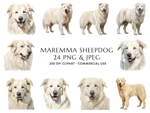 照紗　イヌハリダルマ　犬張達磨　ソフビ　ホワイトゴールドマーブル Watercolor Maremma Sheepdog Clipart Bundle, Dog Mom Gift (digital