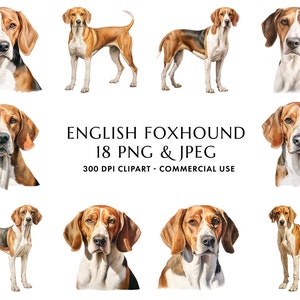 Aquarelle Foxhound anglais Clipart Bundle 18 PNG & JPEG haute qualité, cadeau pour chien maman et papa, création numérique, téléchargement numérique