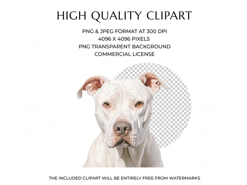 Watercolor Dogo Argentino Clipart Bundle 20 High Quality PNG & JPEG, Gift for Dog Mom and Dad, Digital Crafting, Digital Download image 2