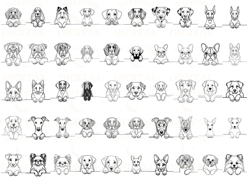 May include: Black and white line drawings of various dog breeds, each with a different expression. The dogs are all looking at the viewer and have their paws resting on a horizontal line.