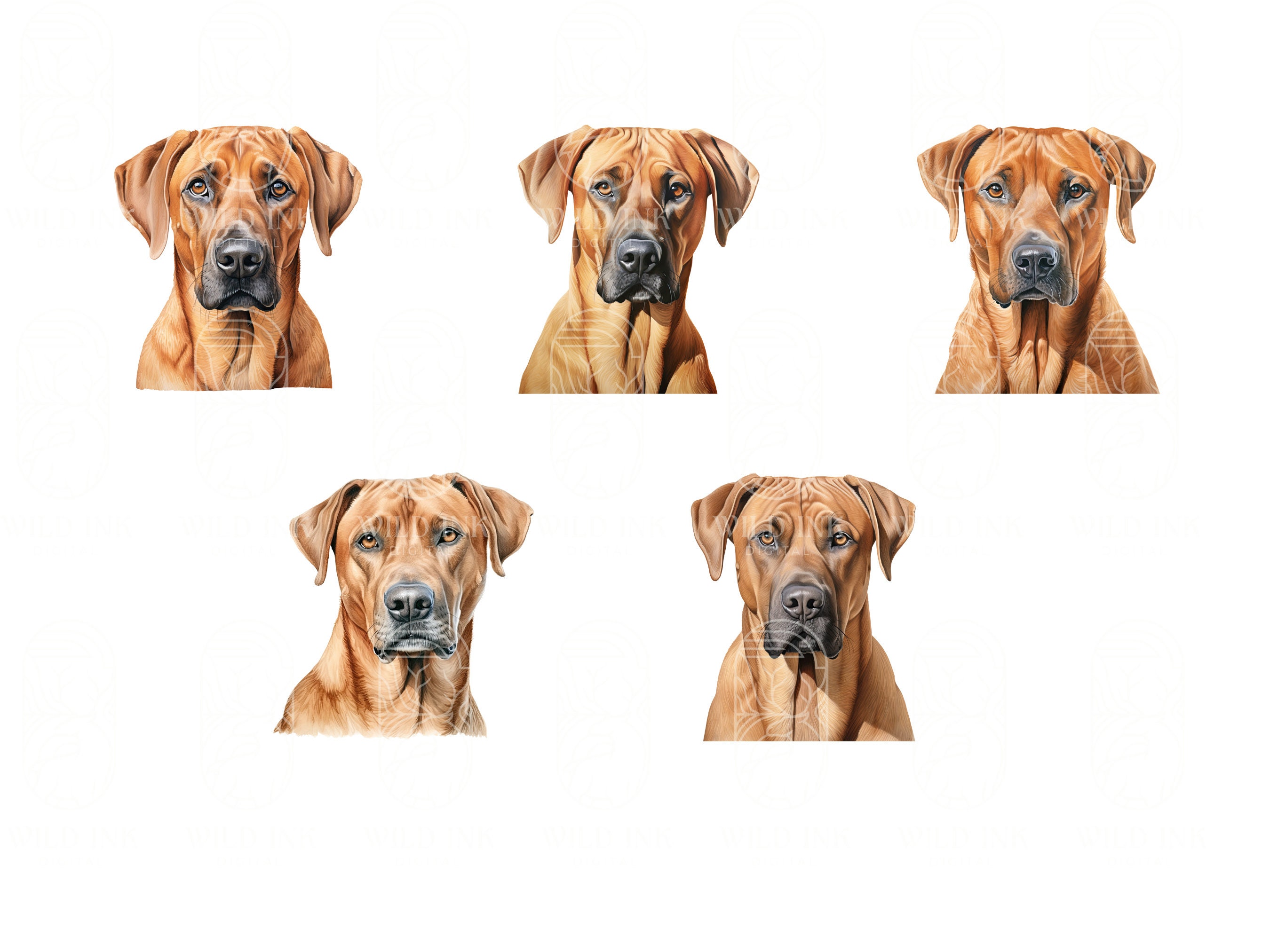 Watercolor Rhodesian Ridgeback Clipart: 23 PNG & JPEG Dog Graphics ...