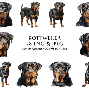 Watercolor Rottweiler Clipart Bundle 28 High Quality PNG & JPEG, Gift for Dog Mom and Dad, Digital Crafting, Digital Download