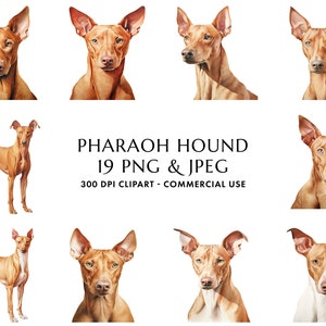 Watercolor Pharaoh Hound Clipart Bundle 19 High Quality PNG & JPEG, Gift for Dog Mom and Dad, Digital Crafting, Digital Download