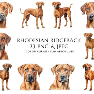 Aquarell Rhodesian Ridgeback Clipart Bundle 23 hochwertige PNG & JPEG, Geschenk für Hunde Mama und Papa, digitales Basteln, digitaler Download
