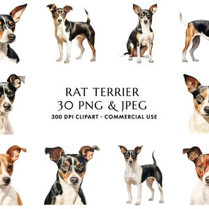 Watercolor Rat Terrier Clipart Bundle 30 High Quality PNG & JPEG, Gift for Dog Mom and Dad, Digital Crafting, Digital Download