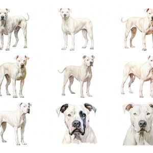 Watercolor Dogo Argentino Clipart Bundle 20 High Quality PNG & JPEG, Gift for Dog Mom and Dad, Digital Crafting, Digital Download image 3