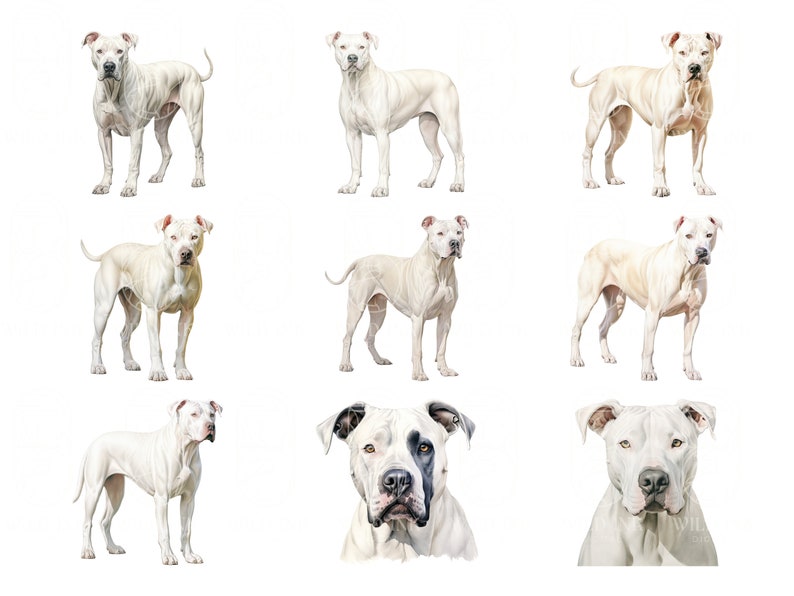 Watercolor Dogo Argentino Clipart Bundle 20 High Quality PNG & JPEG, Gift for Dog Mom and Dad, Digital Crafting, Digital Download image 3