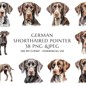 Aquarelle German Shorthaired Pointer Clipart Bundle 38 PNG et JPEG de haute qualité, cadeau pour chien maman et papa, téléchargement numérique