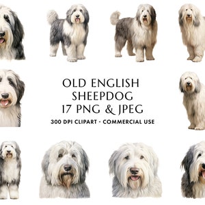 Aquarell Old English Sheepdog Clipart Bundle 17 Hochwertige PNG & JPEG, Geschenk für Hundemama und Papa, digitales Basteln, digitaler Download