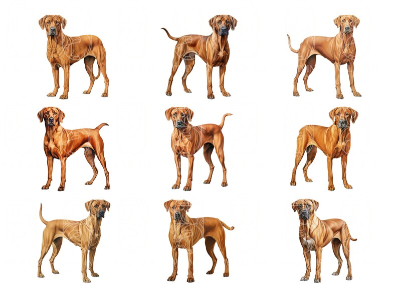 Watercolor Rhodesian Ridgeback Clipart: 23 PNG & JPEG Dog Graphics ...