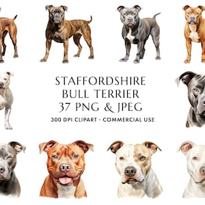 Aquarell Staffordshire Bullterrier Clipart Bundle 37 hochwertige PNG & JPEG, Staffy Geschenk für Hund Mama und Papa, digitaler Download