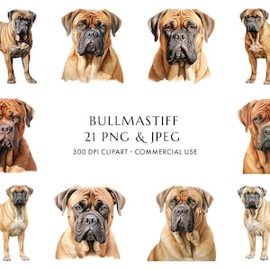 Watercolor Bullmastiff Clipart Bundle 21 High Quality PNG & JPEG, Gift for Dog Mom and Dad, Digital Crafting, Digital Download