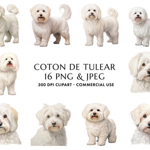 Aquarelle Coton de Tuléar Clipart Bundle 16 PNG et JPEG de haute qualité, Cadeau pour maman et papa chien, Artisanat numérique, Téléchargement numérique