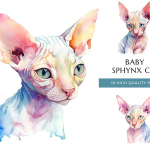 Baby Sphynx Cat Colorful Watercolor Clipart 10 PNGs, Cute Gift for a Cat Lover, Wall Art Print, Illustration, Sublimation, Digital Download