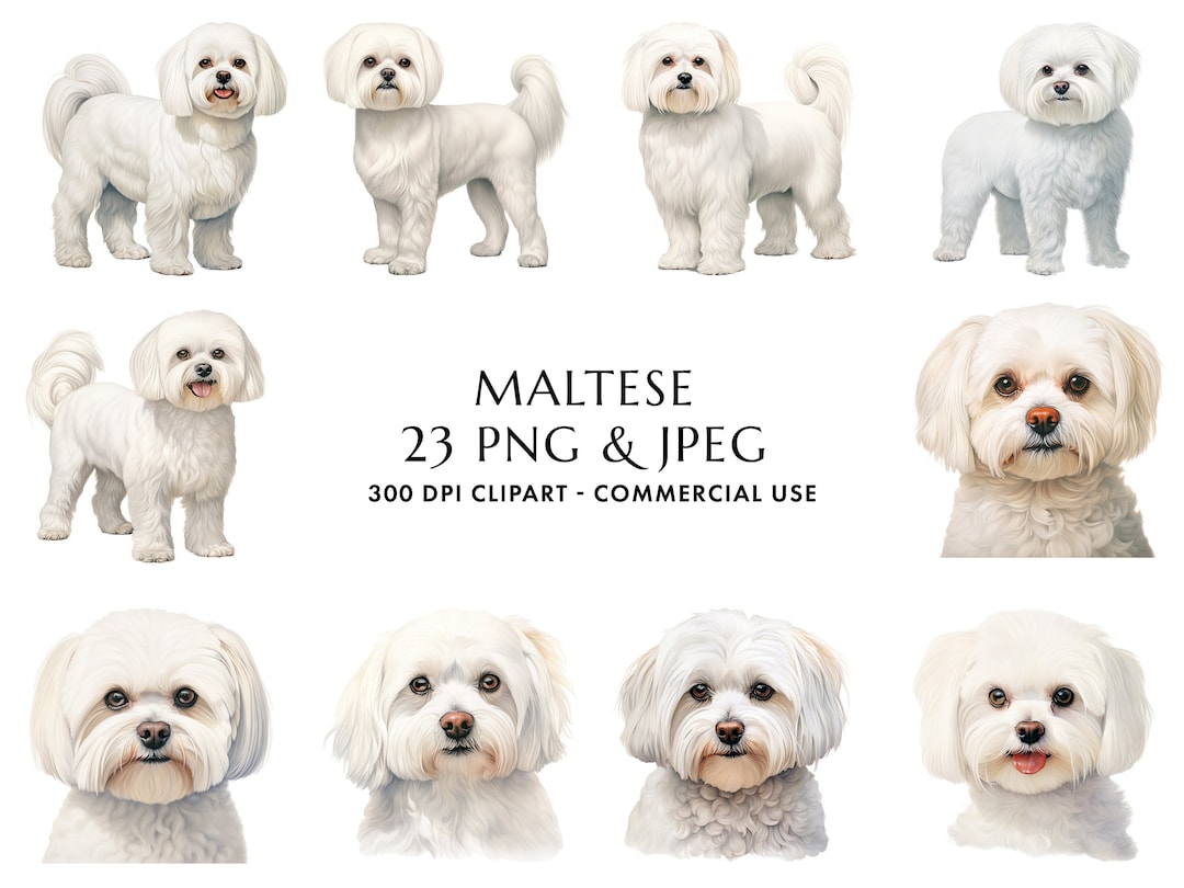 Watercolor Maltese Clipart Bundle 23 High Quality PNG & JPEG, Gift for ...