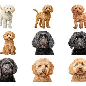 Watercolor Cockapoo Clipart Bundle 26 High Quality PNG & JPEG, Gift for ...