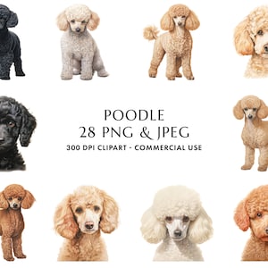 Watercolor Poodle Clipart Bundle 28 High Quality PNG & JPEG, Gift for Dog Mom and Dad, Digital Crafting, Digital Download
