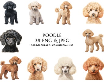 May include: A digital illustration set of 28 poodle dog images in various poses and colors. The images are 300 DPI and suitable for commercial use. The text "POODLE 28 PNG & JPEG 300 DPI CLIPART - COMMERCIAL USE" is displayed below the images.