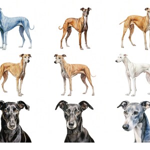 Puede incluir: Nueve ilustraciones de acuarela de galgos en varias poses y colores, incluyendo azul, marr&oacute;n, negro y blanco.