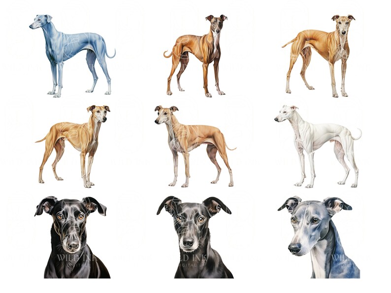Puede incluir: Nueve ilustraciones de acuarela de galgos en varias poses y colores, incluyendo azul, marr&oacute;n, negro y blanco.