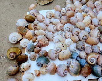 2 ~ 2.5" RARE Apple Snail Shells For Crafting, Decoration, Weddings, Baby Showers, Aquariums and so much more