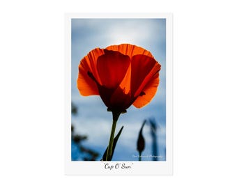 California Poppy by Dan Kabanuck Photography, "Cup O' Sun" Wall Art, Botanical Poster, Nature Lover Gift, Modern Aesthetic Decoration