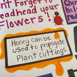 May include: Handwritten note on a white background with orange and black marker. The note says "Honey can be used to propagate plant cuttings".