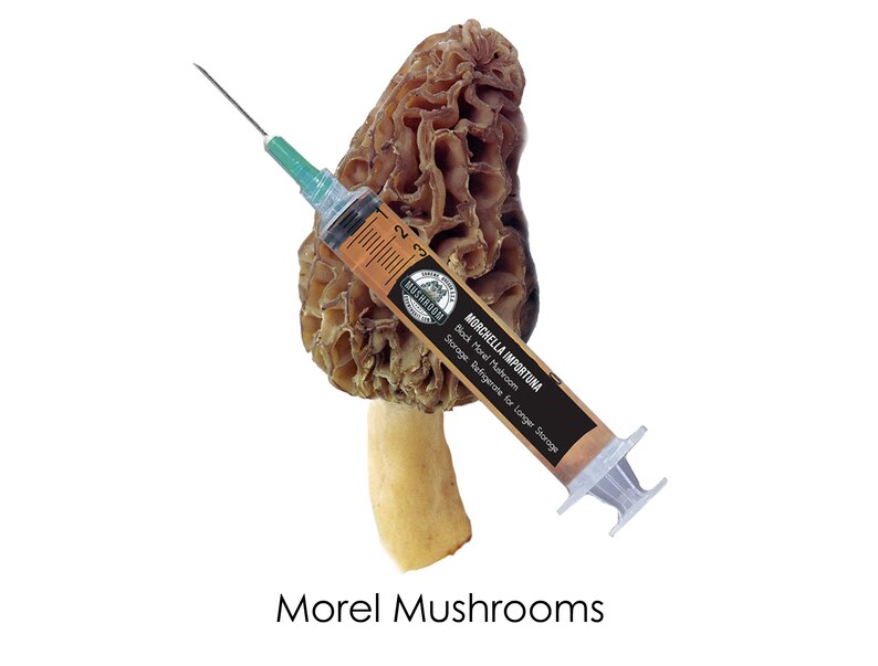 Morel Mushroom Spore Syringe Mushroom Liquid Culture Etsy