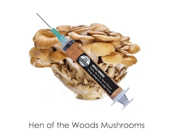 Maitake Mushroom Liquid Culture | Hen of the Woods Spore Syringe, Mycelium Syringe, Wood Loving Mushrooms Supplies