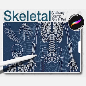 Op de afbeelding: Een digitale illustratie van een menselijk skelet in een blauw-wit kleurenschema. De afbeelding is gelabeld "Skeletal Anatomy Stamp Brush Set" en bevat een downloadknop.