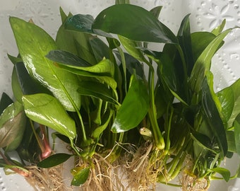 BUY 2 GET 1 FREE! Anubias Small/Medium Easy, Beginner-friendly Live Aquarium Plant - Durable for goldfish & small fish aquariums!